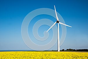 Wind turbine in a yellow flower field of rapeseed