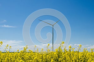 Wind turbine in yellow rapeseed field, background of blue sky and beautiful white clouds, source of alternative energy