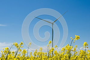 Wind turbine in yellow rapeseed field, background of blue sky and beautiful white clouds, source of alternative energy