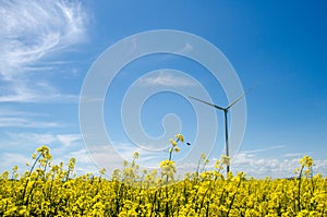 Wind turbine in yellow rapeseed field, background of blue sky and beautiful white clouds, source of alternative energy