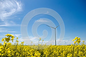 Wind turbine in yellow rapeseed field, background of blue sky and beautiful white clouds, source of alternative energy