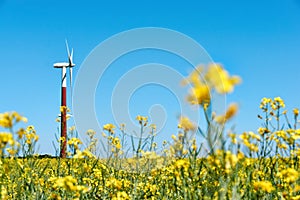 Wind turbine in yellow rapeseed field on a sunny day