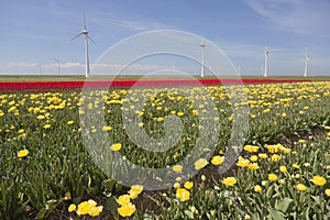 wind turbines against blue sky and yellow red tulip field in holland