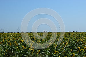 Wind turbines and agricultural field. Energy production, clean and renewable energy