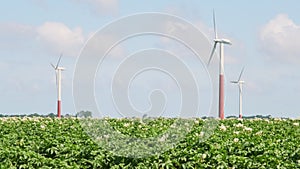 Wind turbines in an agricultural field with flowering potato plants