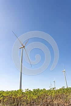 Wind turbines are alternative electricity sources  the concept of sustainable resources  Beautiful sky with wind generators