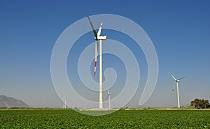 Wind turbines behind cotton fields