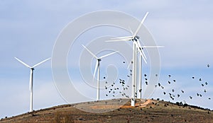 wind turbines and birds photo