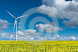 Wind turbines in a canola field in bloom