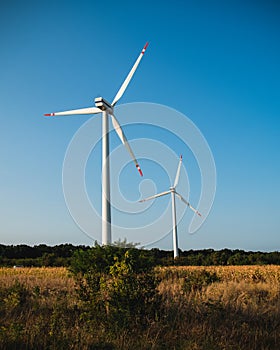 Wind Turbines in Corn Field