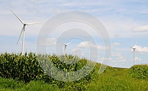 Wind Turbines in A Corn Field