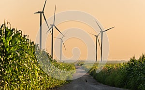 Wind turbines in corn field