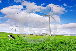 Wind Turbines and Cow on Green Meadow.