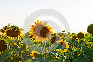 Wind turbines energy converters on yellow sunflowers field on sunset. Local eco friendly wind farm. Agriculture harvest