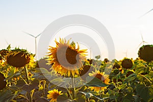 Wind turbines energy converters on yellow sunflowers field on sunset. Local eco friendly wind farm. Agriculture harvest