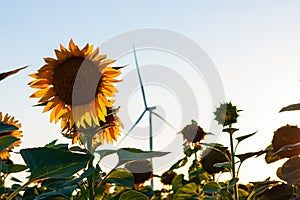 Wind turbines energy converters on yellow sunflowers field on sunset. Local eco friendly wind farm. Agriculture harvest