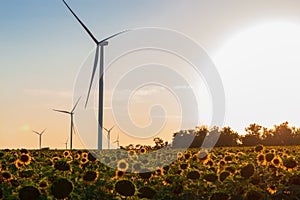 Wind turbines energy converters on yellow sunflowers field on sunset. Local eco friendly wind farm. Agriculture harvest