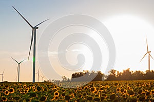 Wind turbines energy converters on yellow sunflowers field on sunset. Local eco friendly wind farm. Agriculture harvest
