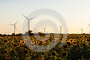 Wind turbines energy converters on yellow sunflowers field on sunset. Local eco friendly wind farm. Agriculture harvest