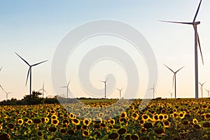 Wind turbines energy converters on yellow sunflowers field on sunset. Local eco friendly wind farm. Agriculture harvest