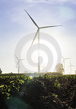 Wind turbines farm is an alternative electricity source, Concept of sustainable resources, orange sunlight in summer with wind