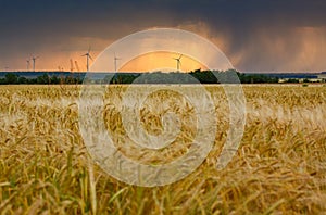 Wind turbines farm behind the wheat field against a dramatic sunset