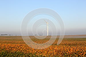 Wind turbines in a field