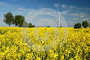 Wind turbines on field of oilseed