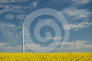 Wind turbines on field of oilseed