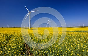 Wind turbines. Fields with windmills. Rapeseed field in bloom in Europe