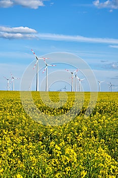 Wind turbines in a flowering canola field
