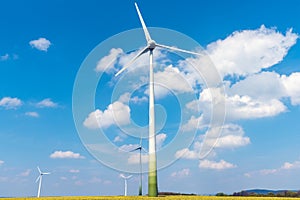 Wind turbines and flowering oilseed rape