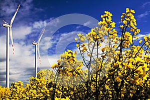 Wind turbines on the flowers field