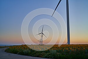 Wind turbines stand in a field of sunflowers, green energy