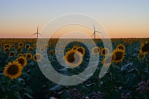 Wind turbines stand in a field of sunflowers, green energy