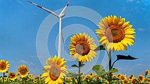 Wind turbines gracefully turning amidst a sunflower field on a sunny and breezy day. Renewable energy, nature