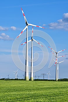 Wind turbines in a green corn field