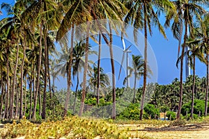 Wind turbines in the jungles of Sri Lanka