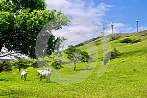 Wind Turbines, Lake Arenal, Costa Rica, Central America