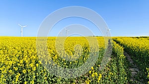 The wind turbines are located in a wide field that is planted with rapeseed. The rapeseed is in bloom. A dirt road runs through th