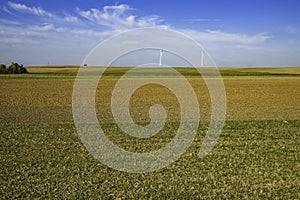 wind turbines in the middle of a barley field on a sunny day