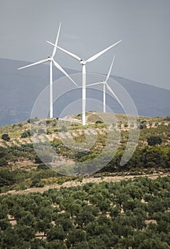 Wind turbines and olive trees