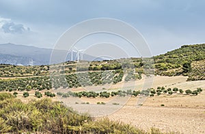 Wind turbines and olive trees