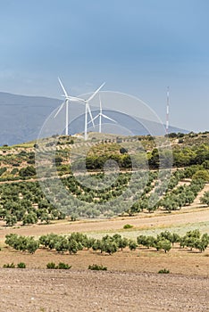 Wind turbines and olive trees