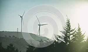 Wind Turbines And Pine Trees, Hatay, Turkey