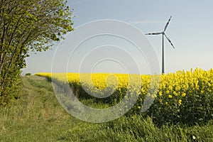 Wind turbines and rapeseed fie