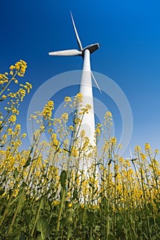 Wind turbines in rapeseed field