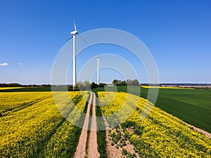 wind turbines in the rapeseed field