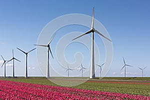 wind turbines and red tulips under blue sky in holland