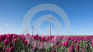 wind turbines and red tulips under blue sky in holland